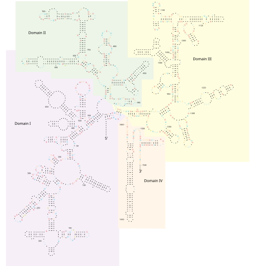 16S ribosomal RNA
